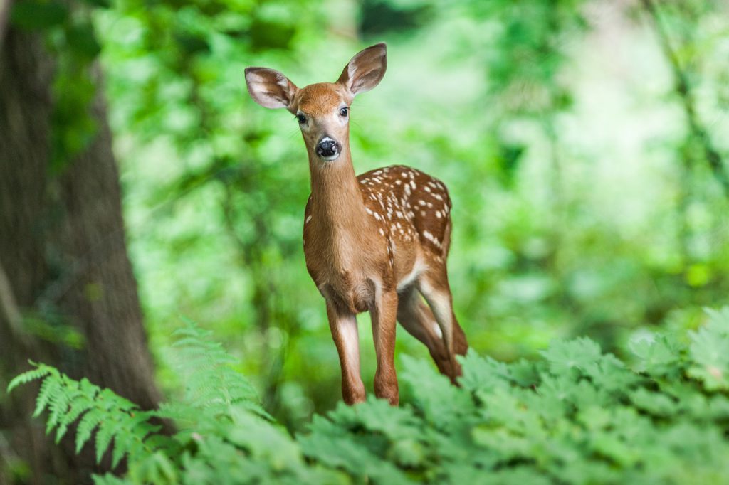 Boodschap van de dieren . Welk dier zie jij veel in je dagelijks leven?